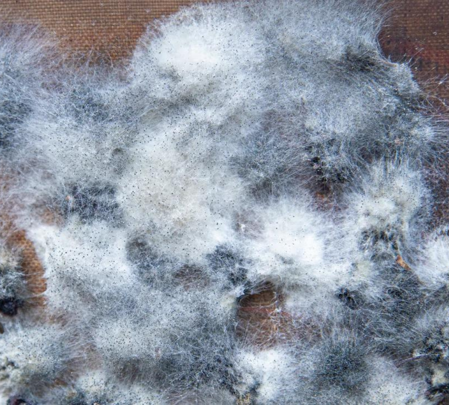 Fight Hidden Dangers in Your Home with a Washable Slipcover Sofa