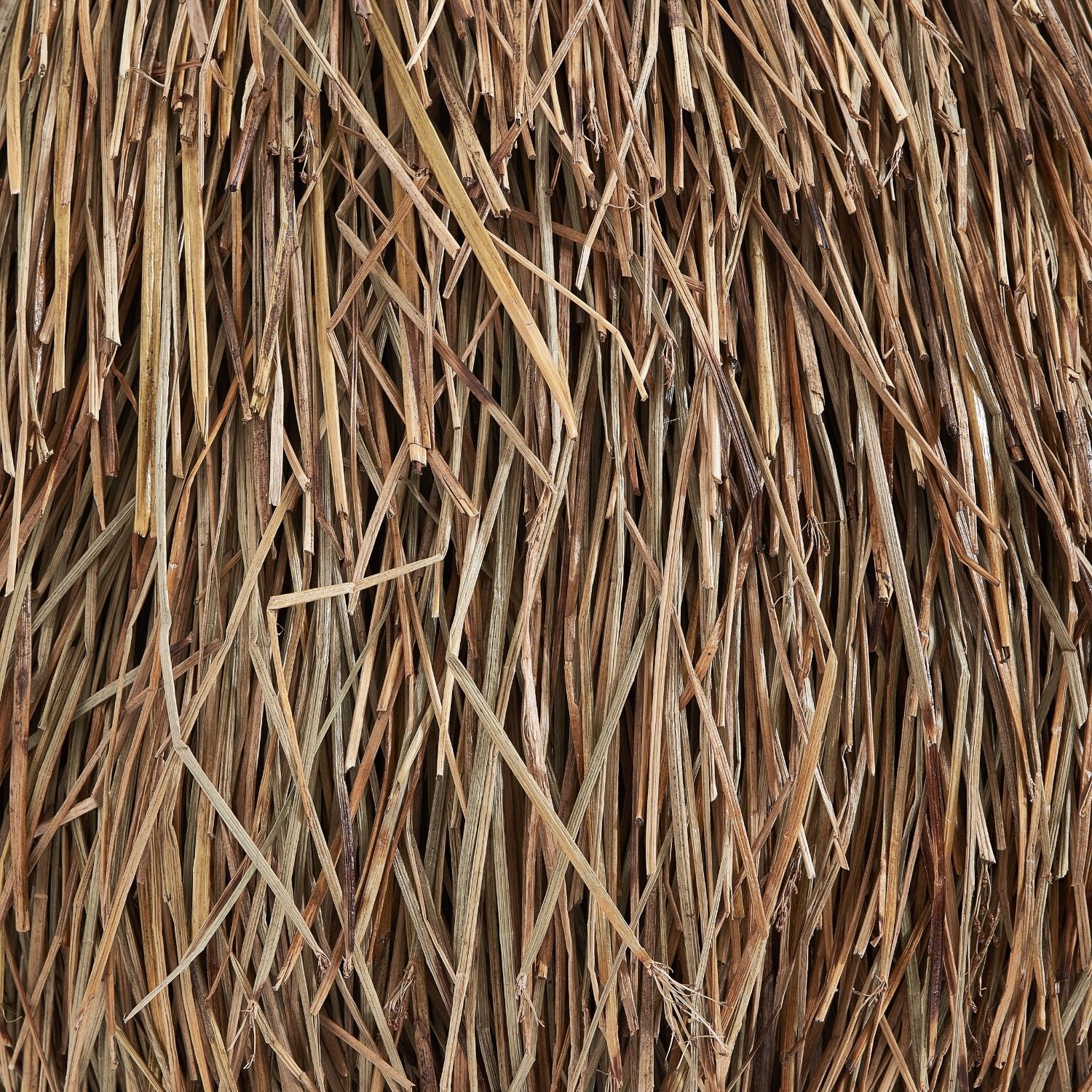 Wayan Lamp Lamp Lemons & Me